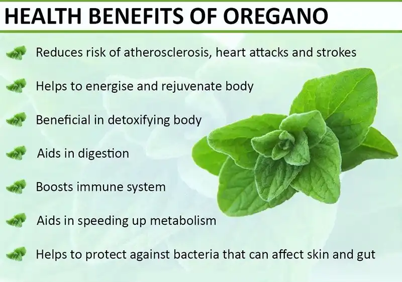 Oregano Leaf Powder Benefits