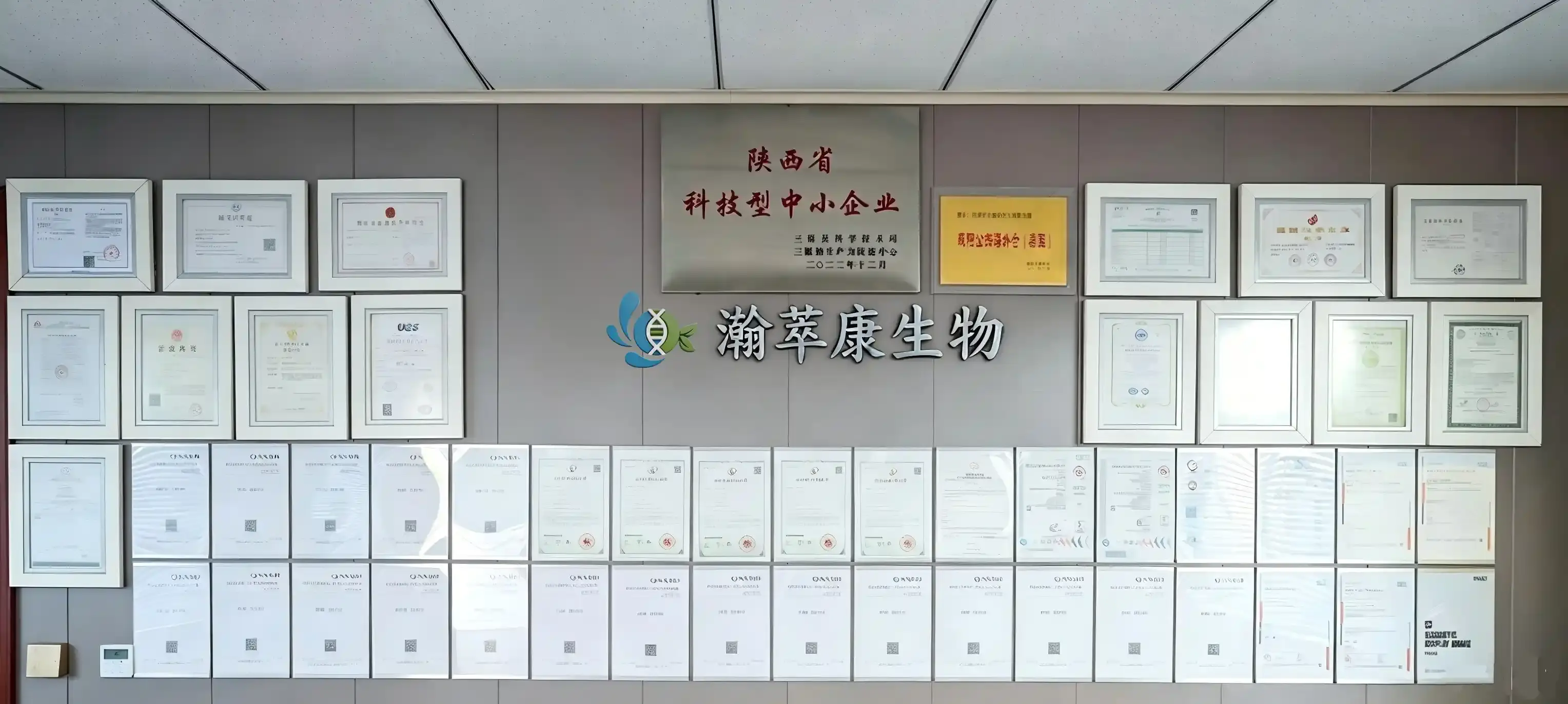 证书.webp